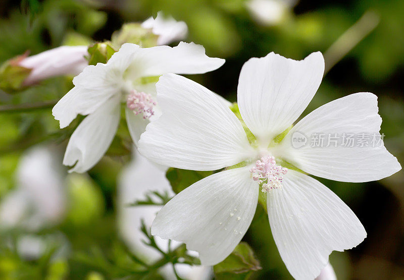 锦葵(Malva moschata)